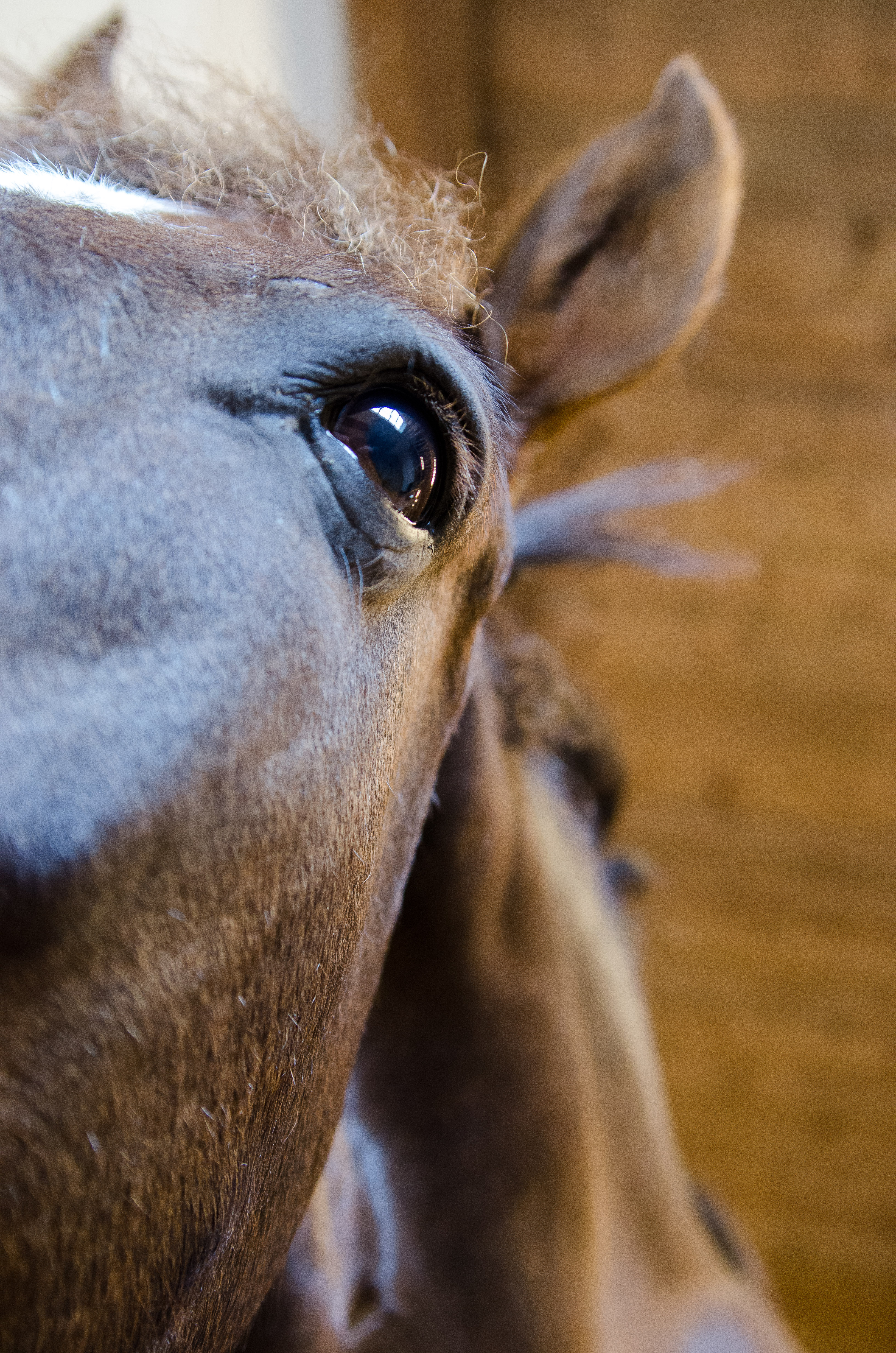 Hur ofta ska hästen gå till tandläkaren?